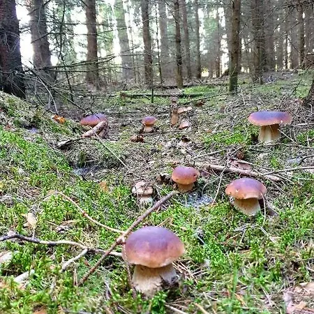 Chaloupka U Lesa
